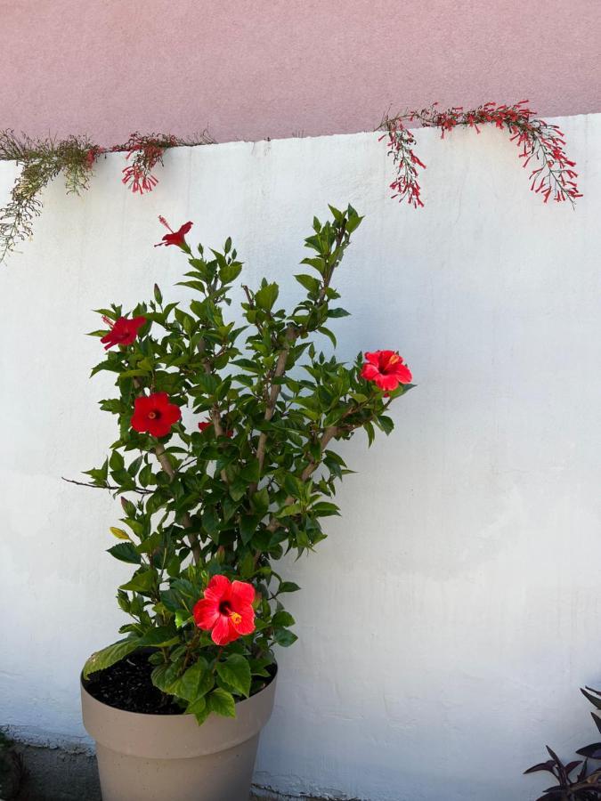 Apartment Silvana II Šibenik Eksteriør billede